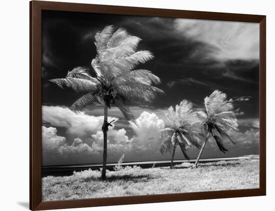 1960s Infrared Scenic Photograph of Tropical Palm Trees Blowing in Storm Florida Keys-null-Framed Photographic Print