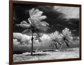 1960s Infrared Scenic Photograph of Tropical Palm Trees Blowing in Storm Florida Keys-null-Framed Photographic Print