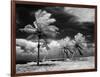 1960s Infrared Scenic Photograph of Tropical Palm Trees Blowing in Storm Florida Keys-null-Framed Photographic Print