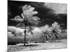 1960s Infrared Scenic Photograph of Tropical Palm Trees Blowing in Storm Florida Keys-null-Mounted Photographic Print