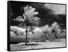 1960s Infrared Scenic Photograph of Tropical Palm Trees Blowing in Storm Florida Keys-null-Framed Stretched Canvas