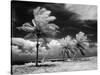 1960s Infrared Scenic Photograph of Tropical Palm Trees Blowing in Storm Florida Keys-null-Stretched Canvas