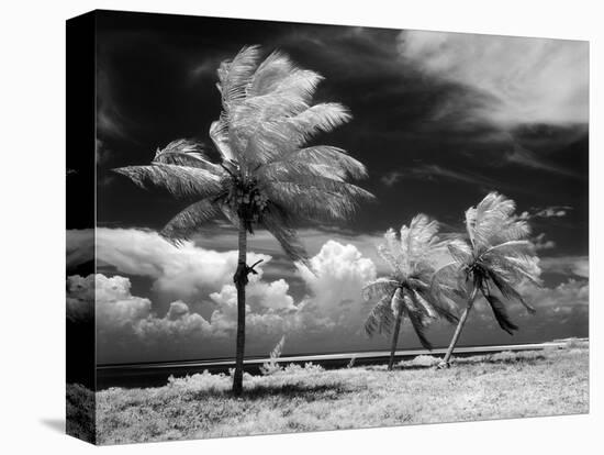 1960s Infrared Scenic Photograph of Tropical Palm Trees Blowing in Storm Florida Keys-null-Stretched Canvas