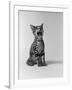 1960s Kitten Sitting and Yawning-null-Framed Photographic Print