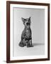 1960s Kitten Sitting and Yawning-null-Framed Photographic Print