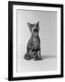 1960s Kitten Sitting and Yawning-null-Framed Photographic Print