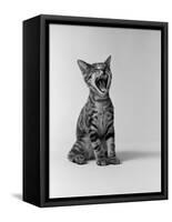 1960s Kitten Sitting and Yawning-null-Framed Stretched Canvas