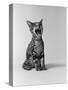 1960s Kitten Sitting and Yawning-null-Stretched Canvas