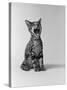 1960s Kitten Sitting and Yawning-null-Stretched Canvas