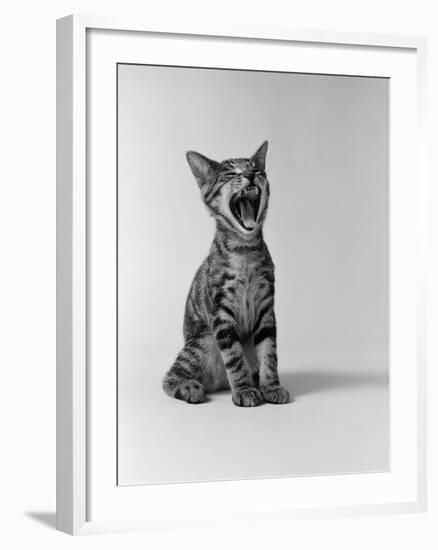 1960s Kitten Sitting and Yawning-null-Framed Photographic Print