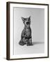 1960s Kitten Sitting and Yawning-null-Framed Photographic Print