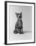 1960s Kitten Sitting and Yawning-null-Framed Photographic Print