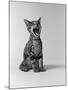 1960s Kitten Sitting and Yawning-null-Mounted Photographic Print
