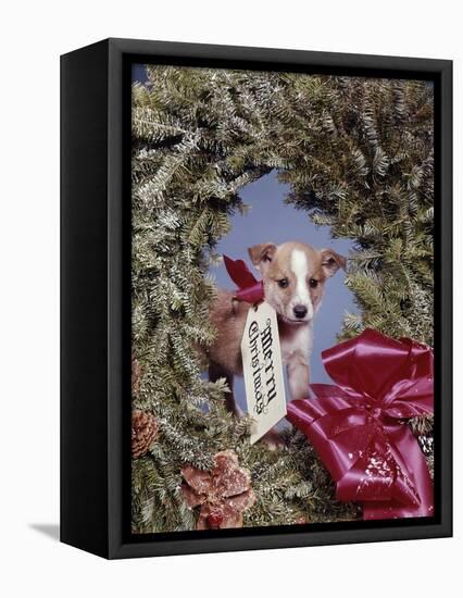 1960s PUPPY DOG WEARING MERRY CHRISTMAS TAG INSIDE HOLIDAY PINE WREATH-Panoramic Images-Framed Stretched Canvas