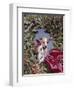1960s PUPPY DOG WEARING MERRY CHRISTMAS TAG INSIDE HOLIDAY PINE WREATH-Panoramic Images-Framed Photographic Print