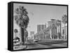 1960s Rows of Palm Trees Central Avenue Phoenix AZ-null-Framed Stretched Canvas