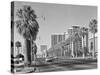 1960s Rows of Palm Trees Central Avenue Phoenix AZ-null-Stretched Canvas
