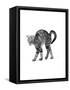 1960s Side View of Kitten Stretching Out with Arched Back-null-Framed Stretched Canvas