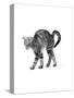 1960s Side View of Kitten Stretching Out with Arched Back-null-Stretched Canvas