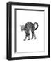 1960s Side View of Kitten Stretching Out with Arched Back-null-Framed Photographic Print