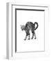 1960s Side View of Kitten Stretching Out with Arched Back-null-Framed Photographic Print