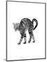 1960s Side View of Kitten Stretching Out with Arched Back-null-Mounted Photographic Print