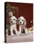 1960s TWO COCKER SPANIEL PUPPIES SITTING NEXT TO CHRISTMAS TREE-Panoramic Images-Stretched Canvas