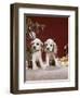 1960s TWO COCKER SPANIEL PUPPIES SITTING NEXT TO CHRISTMAS TREE-Panoramic Images-Framed Photographic Print