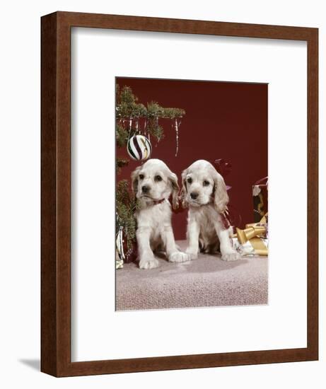 1960s TWO COCKER SPANIEL PUPPIES SITTING NEXT TO CHRISTMAS TREE-Panoramic Images-Framed Photographic Print