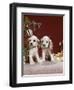 1960s TWO COCKER SPANIEL PUPPIES SITTING NEXT TO CHRISTMAS TREE-Panoramic Images-Framed Photographic Print