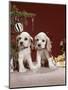 1960s TWO COCKER SPANIEL PUPPIES SITTING NEXT TO CHRISTMAS TREE-Panoramic Images-Mounted Photographic Print