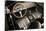 1966 AC Cobra 427 Interior-S. Clay-Mounted Photographic Print