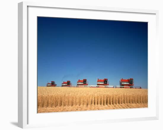 1970s Five Massey Ferguson Combines Harvesting Wheat Nebraska-null-Framed Photographic Print