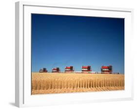 1970s Five Massey Ferguson Combines Harvesting Wheat Nebraska-null-Framed Photographic Print