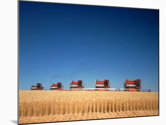 1970s Five Massey Ferguson Combines Harvesting Wheat Nebraska-null-Mounted Photographic Print