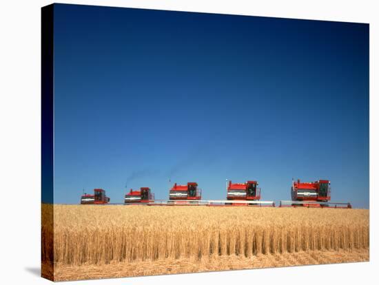 1970s Five Massey Ferguson Combines Harvesting Wheat Nebraska-null-Stretched Canvas