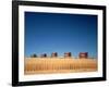 1970s Five Massey Ferguson Combines Harvesting Wheat Nebraska-null-Framed Photographic Print