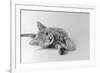 1970s Head on View of Young Striped Cat Stretching Out on Floor One Eye Closed Indoor-null-Framed Photographic Print