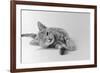 1970s Head on View of Young Striped Cat Stretching Out on Floor One Eye Closed Indoor-null-Framed Photographic Print
