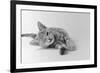 1970s Head on View of Young Striped Cat Stretching Out on Floor One Eye Closed Indoor-null-Framed Photographic Print