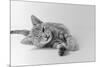 1970s Head on View of Young Striped Cat Stretching Out on Floor One Eye Closed Indoor-null-Mounted Photographic Print
