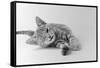 1970s Head on View of Young Striped Cat Stretching Out on Floor One Eye Closed Indoor-null-Framed Stretched Canvas