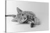 1970s Head on View of Young Striped Cat Stretching Out on Floor One Eye Closed Indoor-null-Stretched Canvas