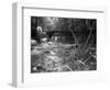 1970s Stream with Stone Bridge in Wooded Area-null-Framed Photographic Print