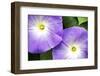 1980s TWO MORNING GLORY FLOWERS-Panoramic Images-Framed Photographic Print