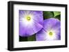 1980s TWO MORNING GLORY FLOWERS-Panoramic Images-Framed Photographic Print