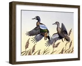 1981 Blue-Winged Teal-Wilhelm Goebel-Framed Giclee Print