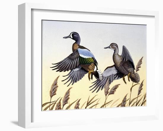 1981 Blue-Winged Teal-Wilhelm Goebel-Framed Giclee Print