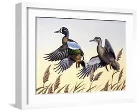 1981 Blue-Winged Teal-Wilhelm Goebel-Framed Giclee Print