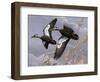 1982-1983 Black Ducks-Wilhelm Goebel-Framed Giclee Print